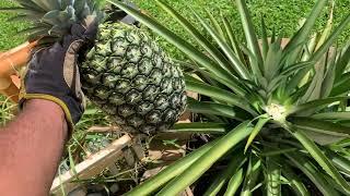 When and how to know when to harvest a pineapple plant.