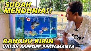 Ranchu Kirin Tulungagung Mendunia ‼ Ini Breeder Pertamanya Maya Rizka Goldfish