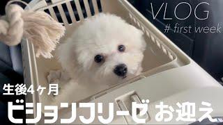 【お迎え1週間】生後4ヶ月 ビションフリーゼの子犬がやってきた｜ VLOG