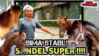 Koleksi Kuda Sandel Super BIMA STABLE