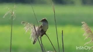 Veliki trstenjak - Great reed warbler - Acrocephalus arundinaceus