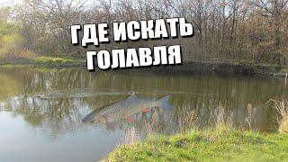 ГДЕ ИСКАТЬ ГОЛАВЛЯ | Любимые места обитания голавля