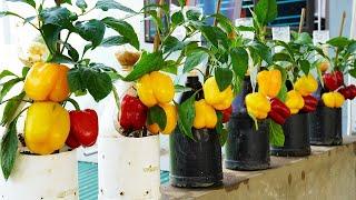 Tips for Growing Bell Peppers at Home, Grow Bell Peppers in Plastic Bottles for a BIG Harvest!