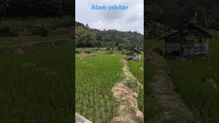 Desa Kita #shots #pedesaan #alam #pesawahan #alampedesaan #desarrollopersonal