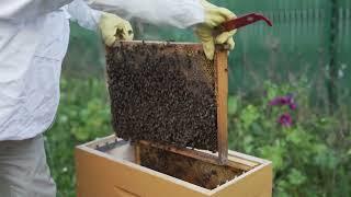 Tuto 1 : Installation de la ruche et du premier essaim d'abeilles