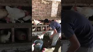 Eggs Collection ll Poultry Farming || Layers Farming