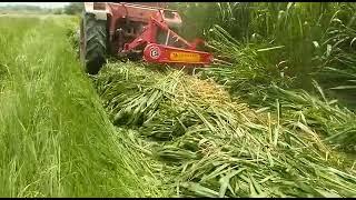 Vigo Mower by CATTLEKIT , Nappier grass, super mombasa grass cutting, #grasscutter #farmmachinery