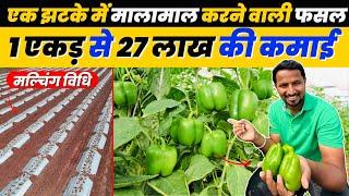 छप्परफाड़ पैसा देने वाली आधुनिक शिमला मिर्च की फायदेमंद खेती  Profitable Capsicum farming