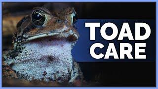 Complete American Toad Care Guide