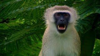 Vervet monkey's escape plans - Talk to the Animals: Episode 2 Preview - BBC One