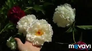 ПИОНЫ в моём саду. Сад у ДОМА!