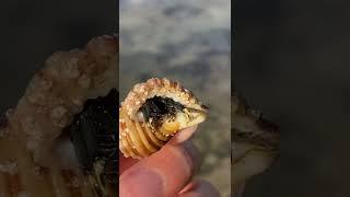 The audio for all my past rockpool videos got taken down, sorry if you’ve already seen these #short