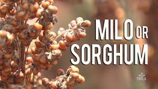 Ag Minute — What is Sorghum?