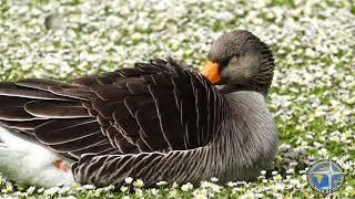 Гуси в дикой природе. Wild goose, epic nature shots.