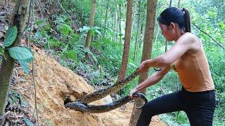 Catch big python to eat my rabbit on the farm - Release the pythons into the natural forest