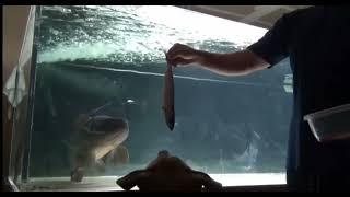 omg !! big wolf #fish feeding time @monsterfishaquasl6398 #youtube #monsterfish #tranding #love