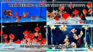 WAR KEEPING CONTEST SHOGUN VS CCB??? BERHADIAH PULUHAN JUTA???