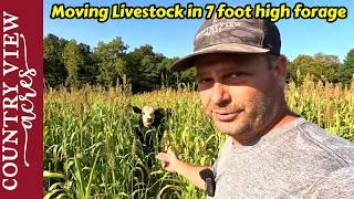 Final Steps to prepare Pasture for Planting.  Moving livestock in 7 foot tall Sorghum Sudan Grass