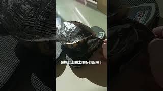 可愛的小龜龜～給你們摸摸，完全不會怕人！