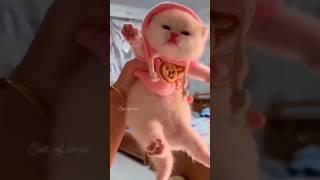 Cat baby #shorts #meow #aesthetic #baby #youtubeshorts #viral