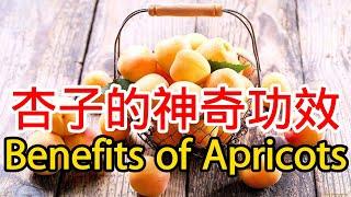 杏子的功效和作用  杏子是熱性還是涼性的？孕婦可以吃杏子嗎？The effect of apricots, can pregnant women eat apricots?