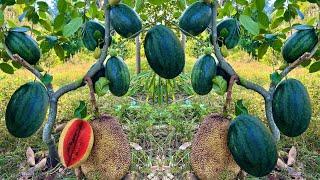 Using this method can​ grow jackfruit trees with watermelon fruit to get real results 100%
