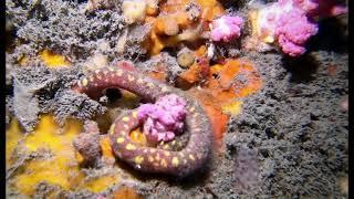 Cephalopoda and Solenogastres - JLIAACEA reports