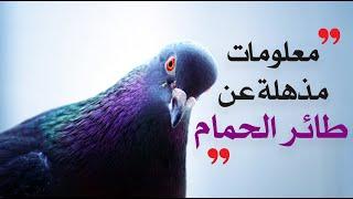 معلومات مذهلة عن طائر الحمام