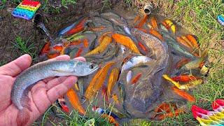 Catching colorful ornamental fish, big catfish, koi fish, betta fish, goldfish, glofish.part883