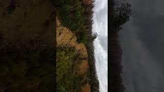 Fpv in the forest