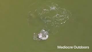 6+ foot bull shark in Leonardtown Potomac River