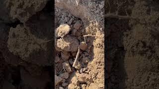 Now we are getting on to something! #metaldetecting #civilwarrelics #civilwar #relicdigging #relics