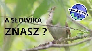 Gdzie jest słowik ?