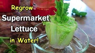 Regrow SuperMarket Lettuce Hydroponically: Bug Free and Soil Free using the Kratky Method!