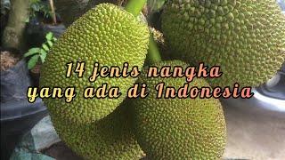 14 Jenis Nangka Yang Ada di Indonesia