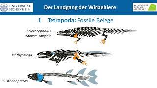 Vortrag Prof. Rainer Schoch: "Der Landgang der Wirbeltiere – Muster und Prozesse“, Wien