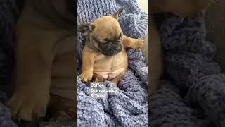 Cute Chubby Puppy  #dog #animals #cute #frenchbulldog #puppy #baby #frenchie #funny #comedy #happy