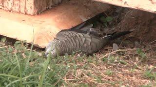 Testing underway after over a dozen wild birds found dead at Kaimuki home