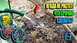 ЛУЧШАЯ ПОДКОРМКА ВИНОГРАДА ПОСЛЕ ЦВЕТЕНИЯ, ИНАЧЕ ЯГОДА ОСТАНОВИТ РОСТ. СЕВЕРНЫЙ ВИНОГРАДНИК 25-23