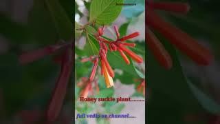 Honey suckle plant. #shorts. #plants. #honeysuckle