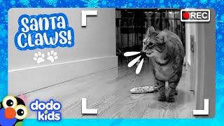 Santa Cat Loves Giving Gifts To Her Family | Dodo Kids | Happy Holidays