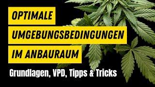 Temperatur und Luftfeuchtigkeit beim Cannabis Anbau l Was ist VPD?