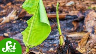 Where Did Last Year's Banana Trees Go?