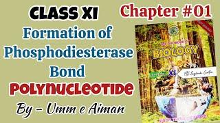 Formation of Phosphodiester bond -Polynucleotide -Chapter# 01-Biological molecules -Class 11th