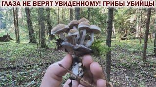  ГЛАЗА НЕ ВЕРЯТ УВИДЕННОМУ!ГРИБЫ ПАРАЗИТЫ.СБОР ЦЕЛЕБНОЙ ЧАГИ. Грибы 2024