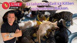 Es leben zur Zeit 12 Kitten auf meinem Balkon.