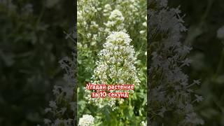 Угадай растение за 10 секунд #ботаника #загадки #цветы #природа #garden #botanical #сад #растения