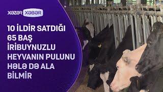 10 ildir satdığı 65 baş iribuynuzlu heyvanın pulunu hələ də ala bilmir