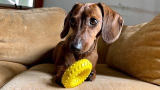 Mini dachshund picks out his own toy!