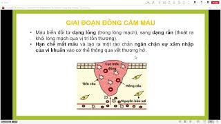 Điều Trị Ngoại - Sự lành vết thương - 31/10/2024